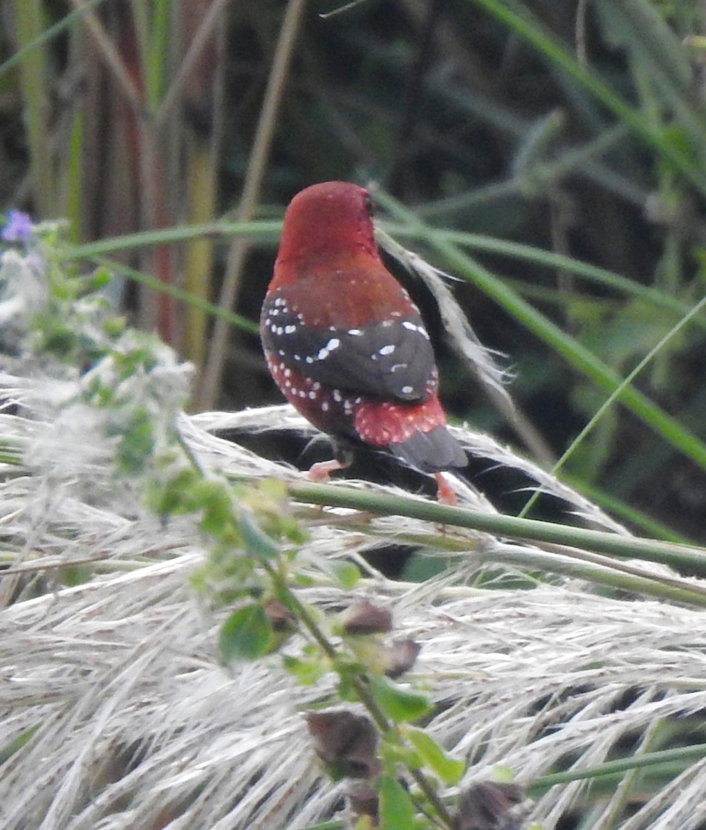 Red Avadavat - ML644131209