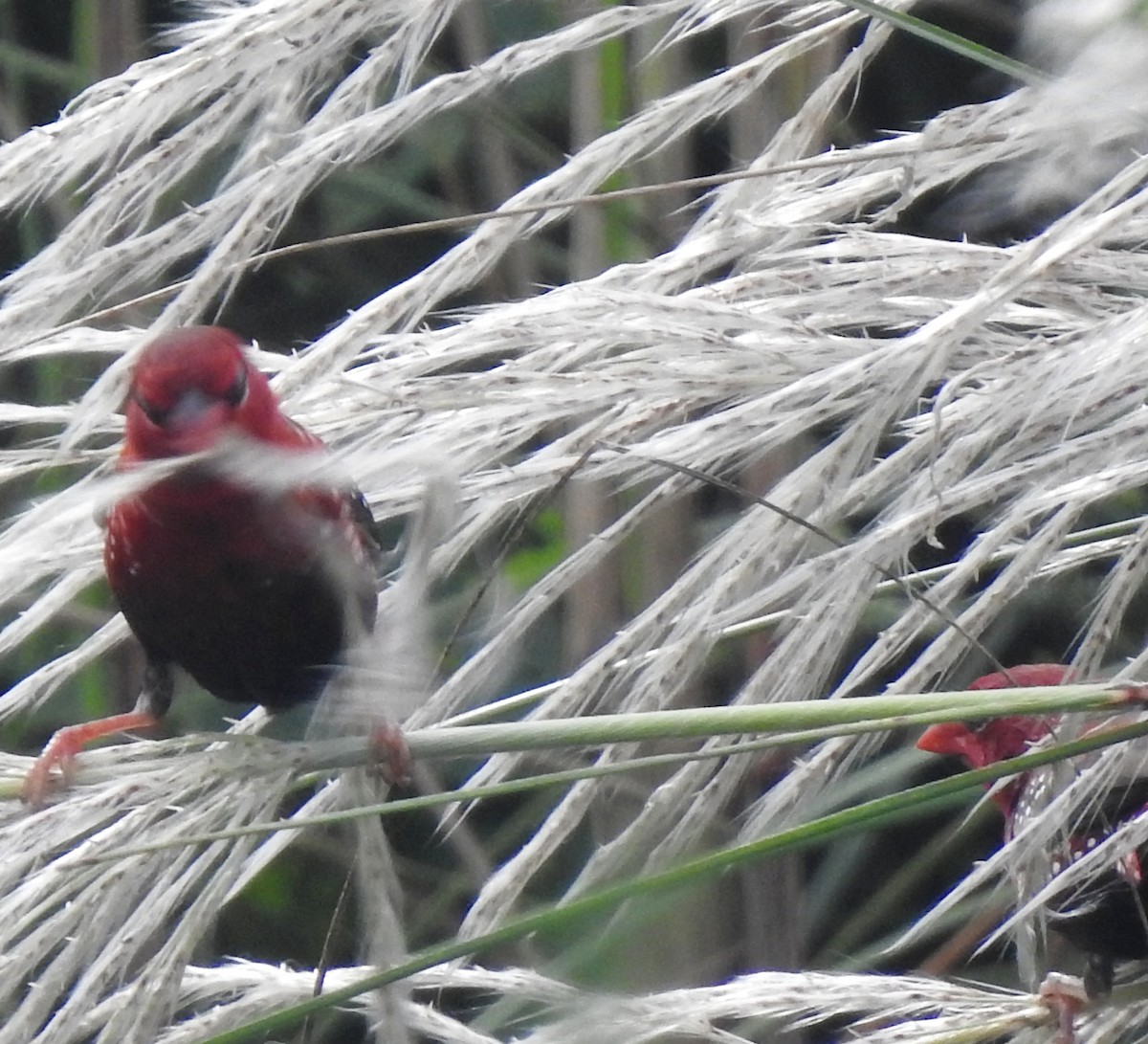 Red Avadavat - ML644131210