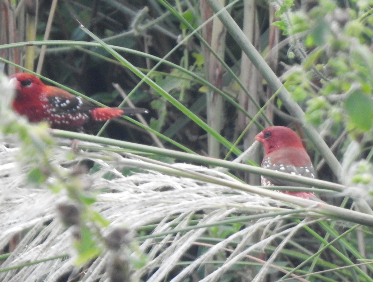 Red Avadavat - ML644131211