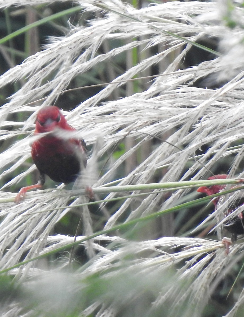 Red Avadavat - ML644131212