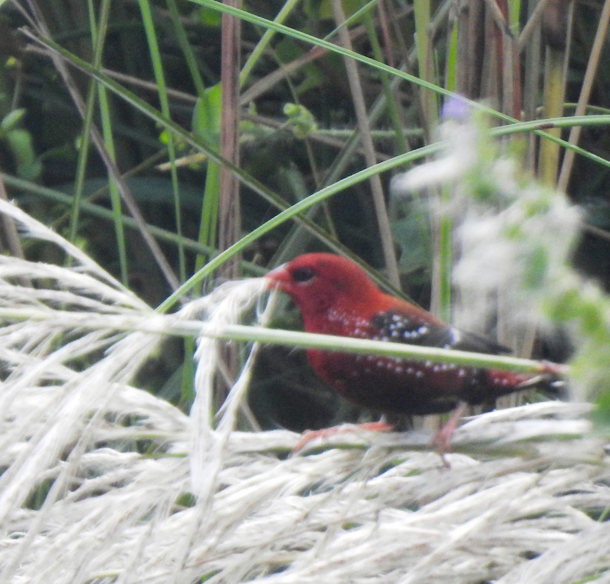 Red Avadavat - ML644131213