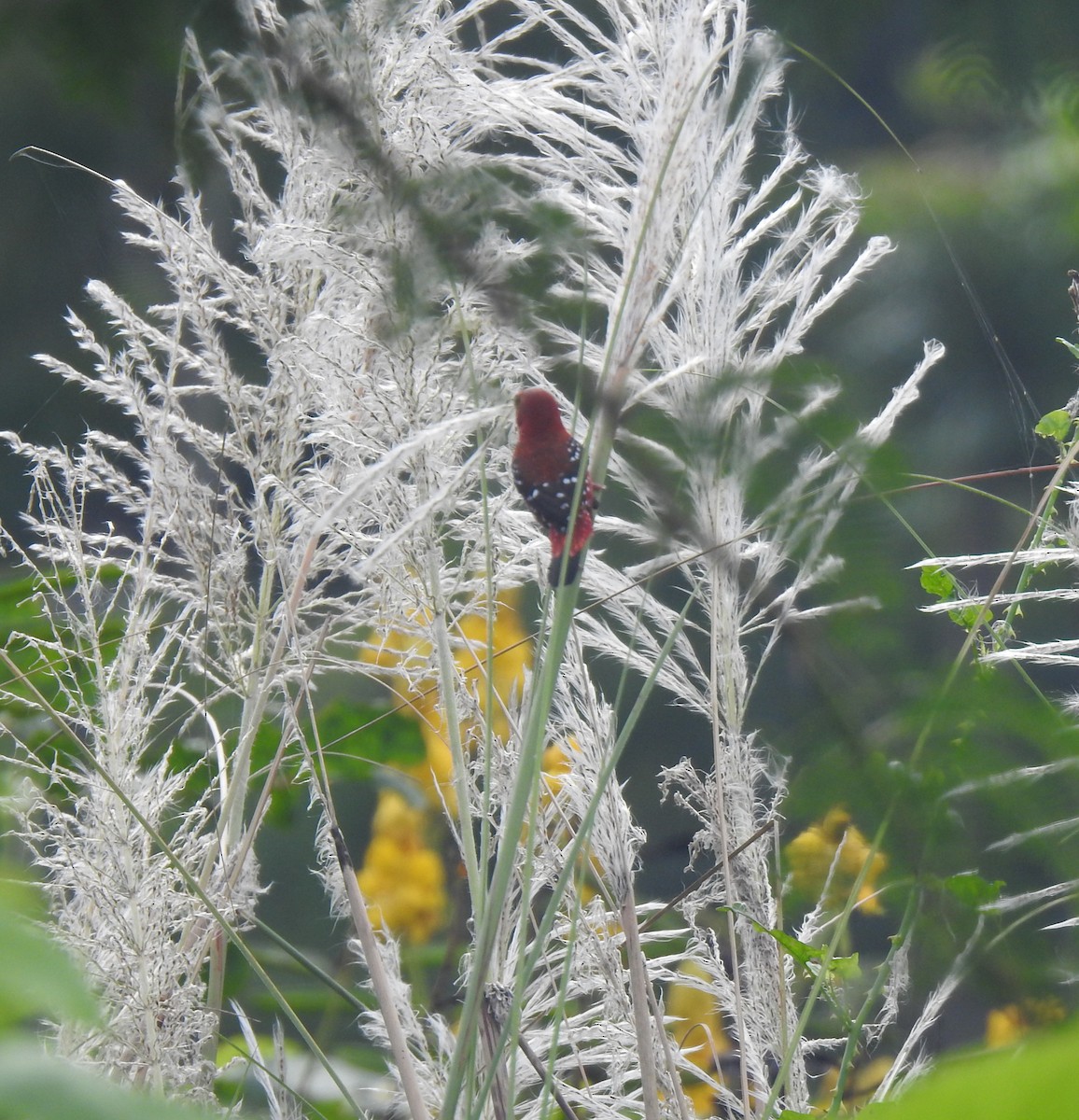 Red Avadavat - ML644131214