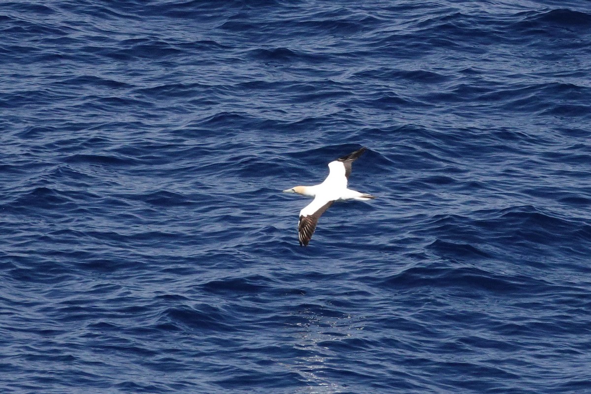 Avustralya Sümsüğü - ML644131235