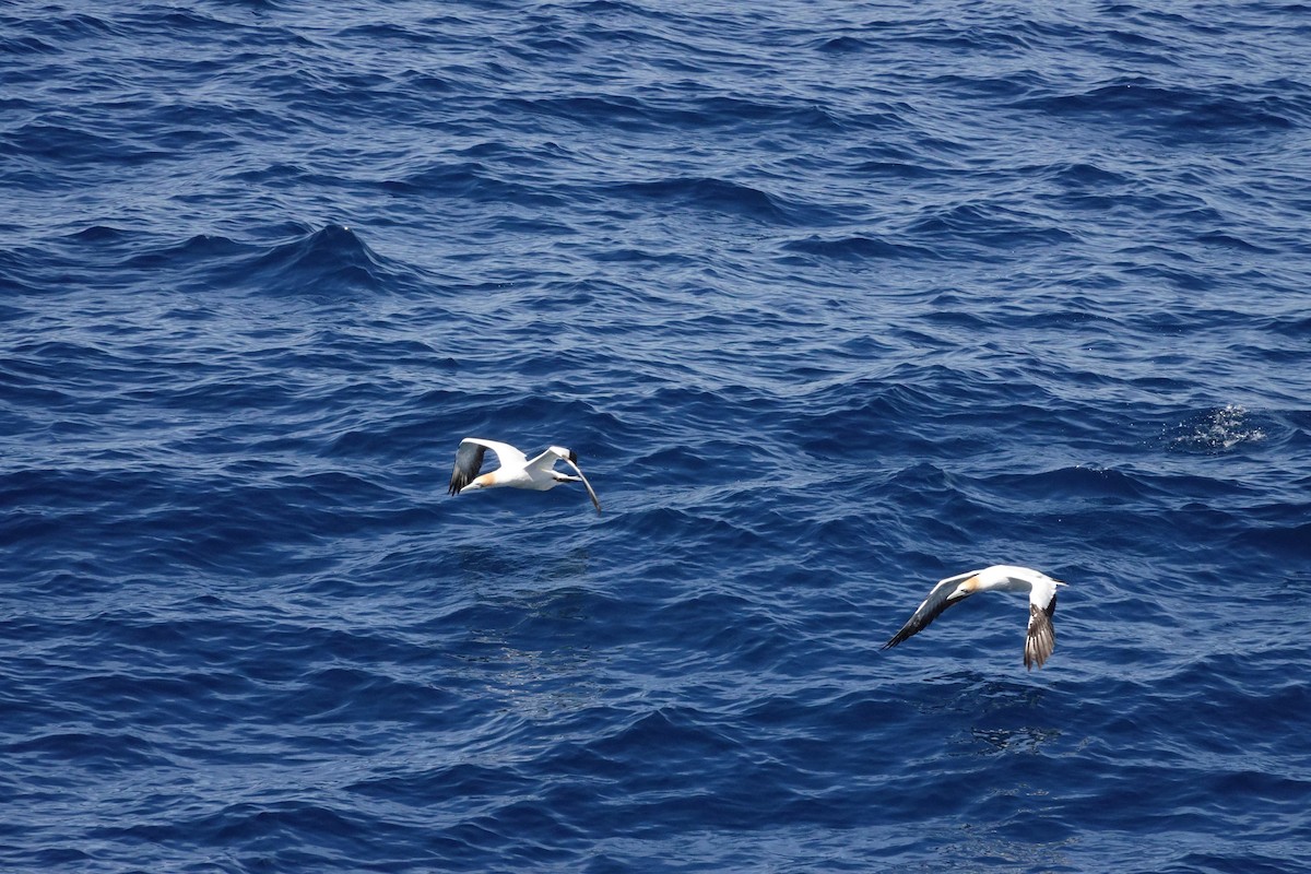 Avustralya Sümsüğü - ML644131236