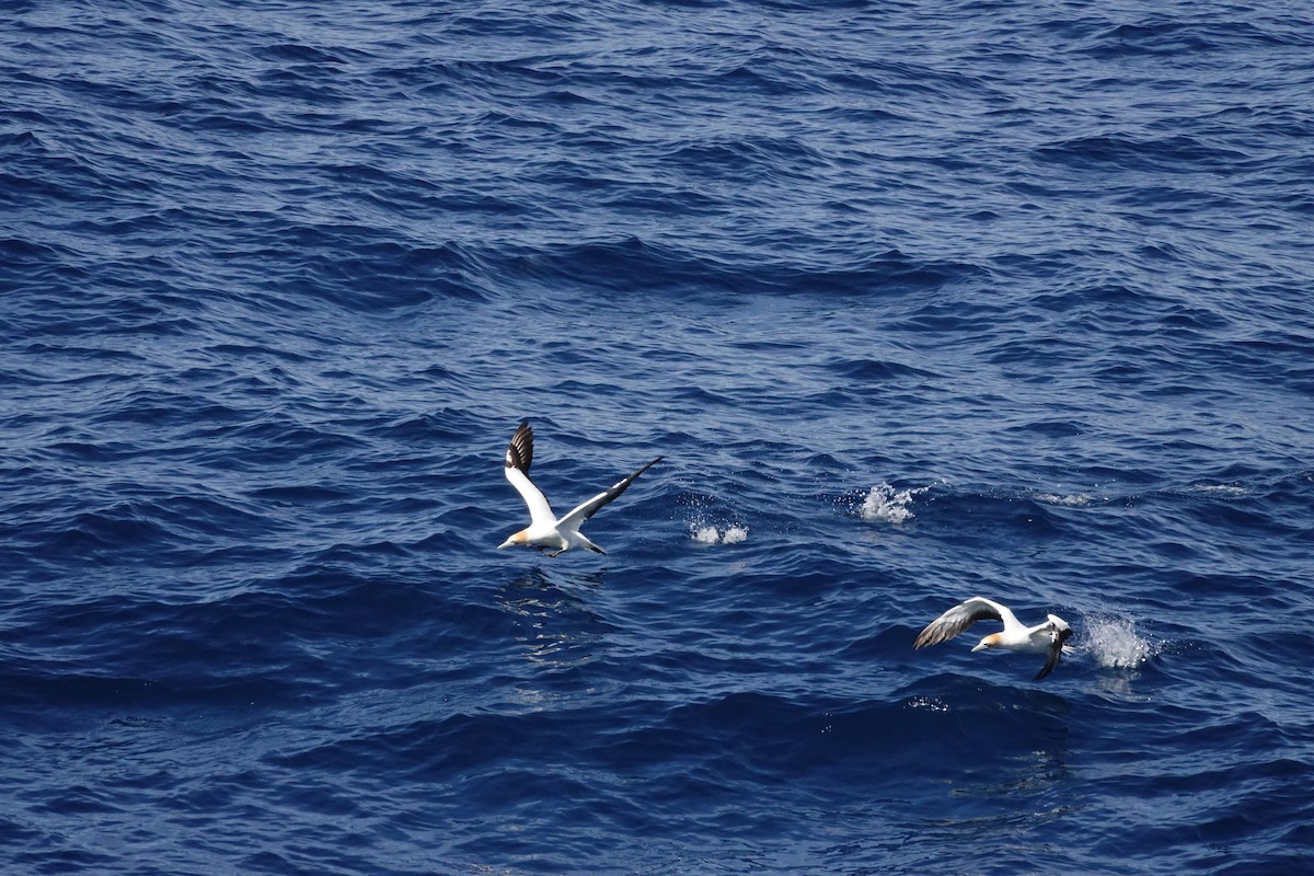 Avustralya Sümsüğü - ML644131237