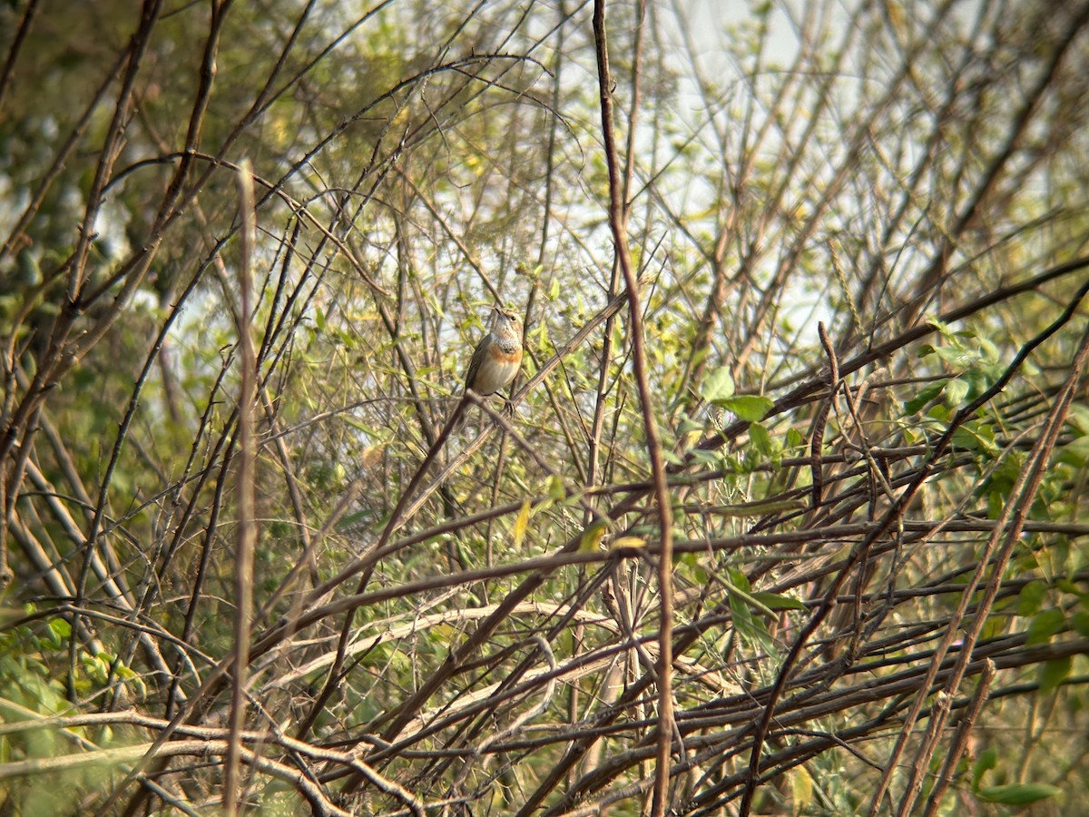 Pettazzurro - ML644131238