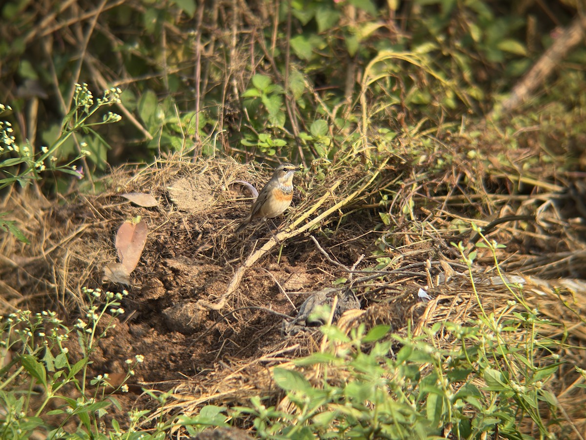 Pettazzurro - ML644131239