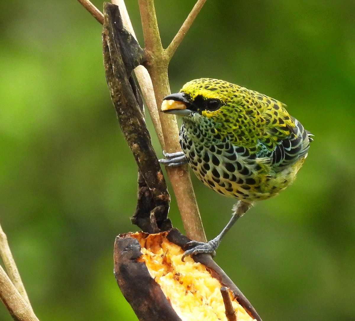 Speckled Tanager - ML644131260