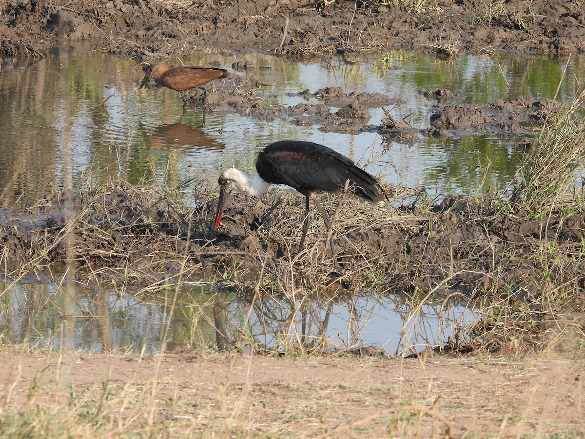 חסידה לבנת-גרון אפריקאית - ML644131270