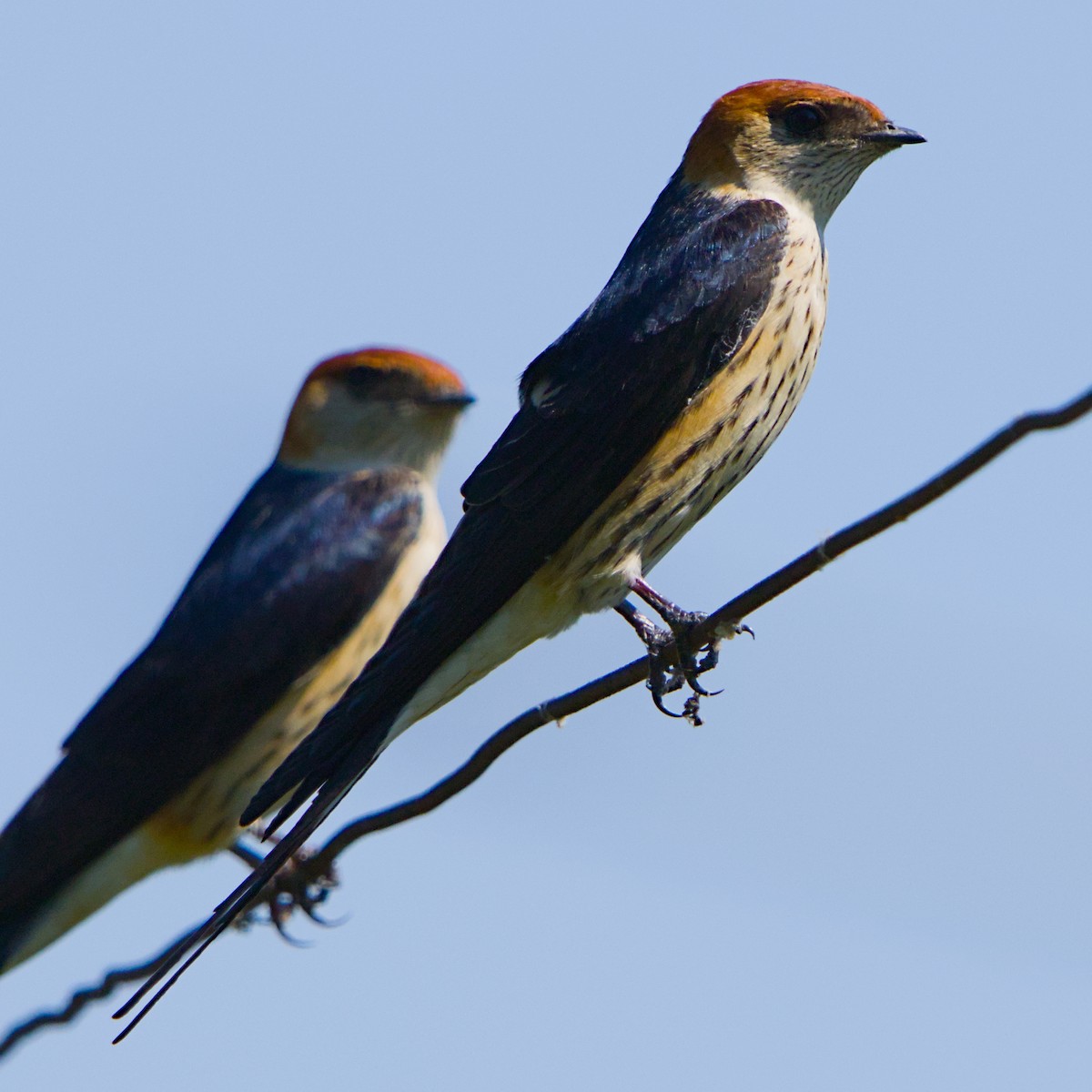 Greater Striped Swallow - ML644131272