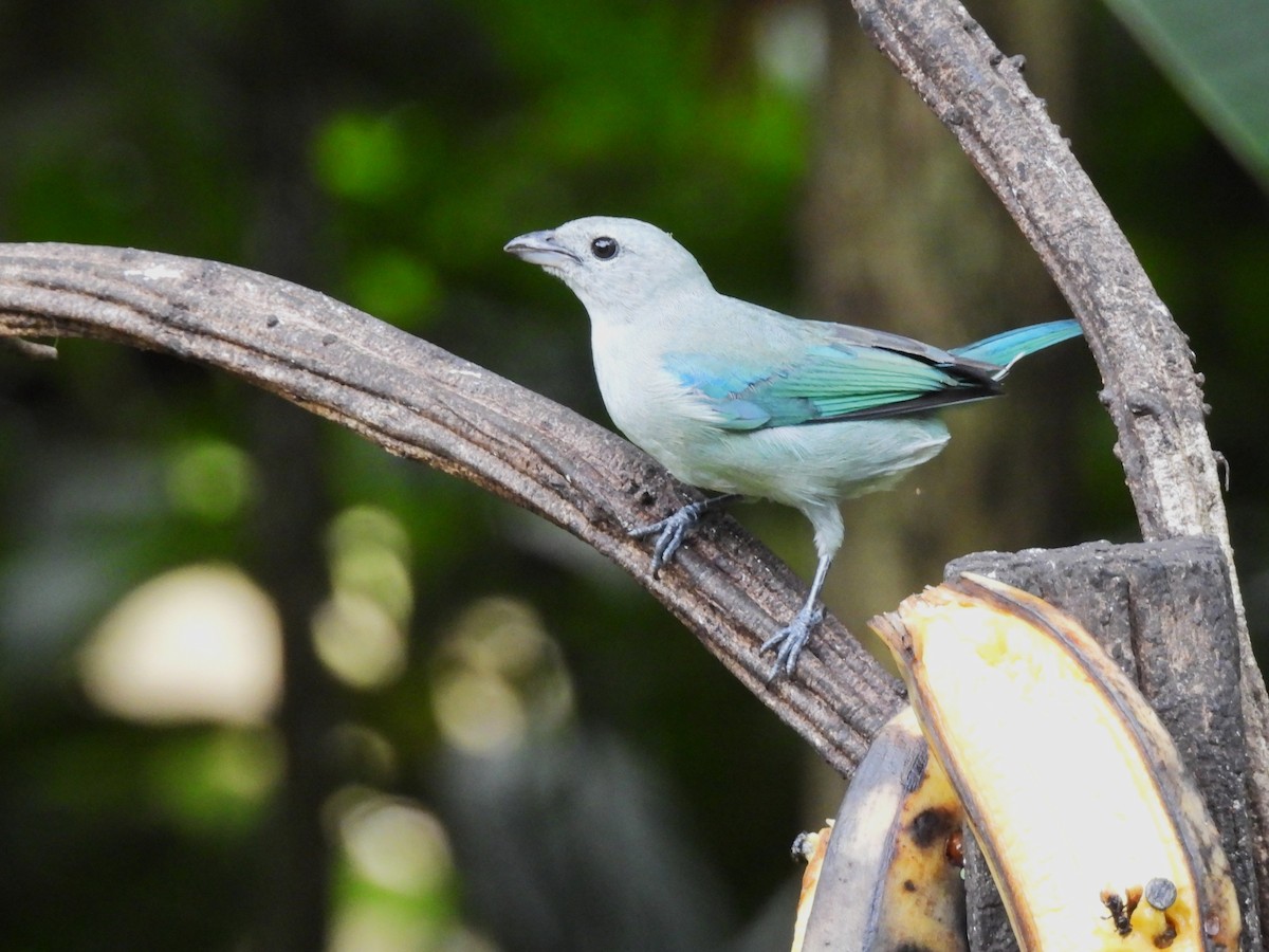 Blue-gray Tanager - ML644131273