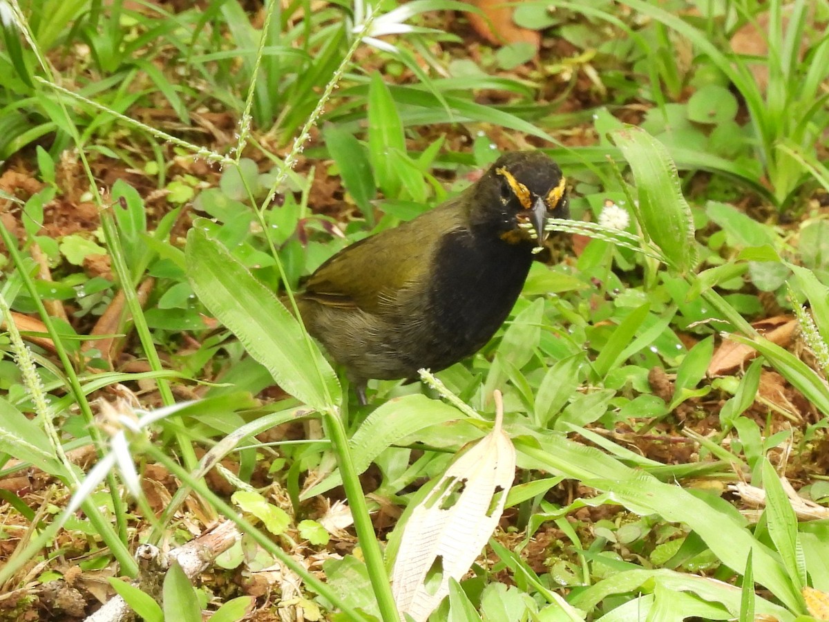 Yellow-faced Grassquit - ML644131291