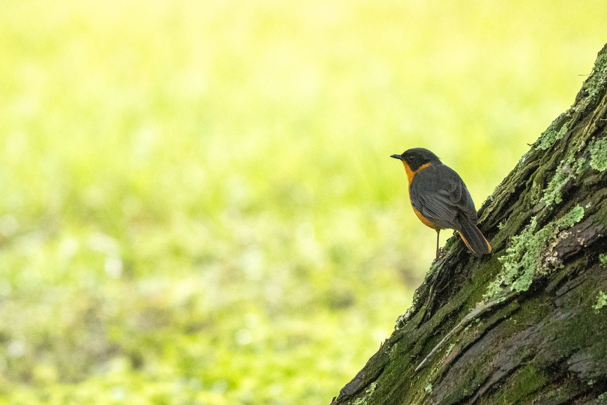 Chorister Robin-Chat - ML644131305