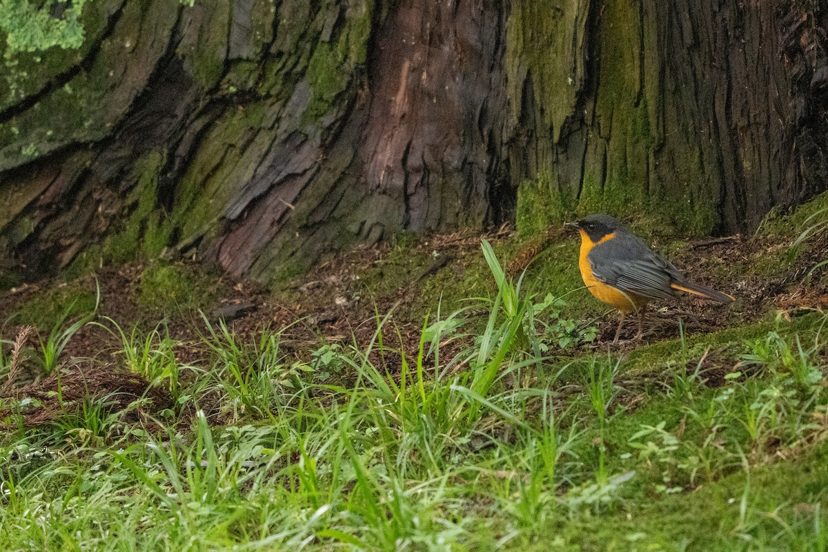 Chorister Robin-Chat - ML644131306
