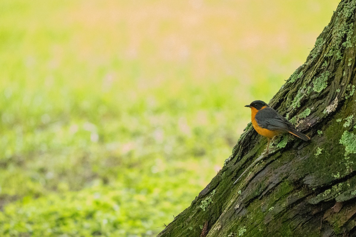 Chorister Robin-Chat - ML644131307