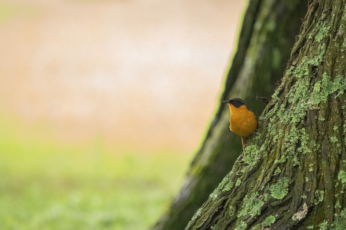 Chorister Robin-Chat - ML644131308