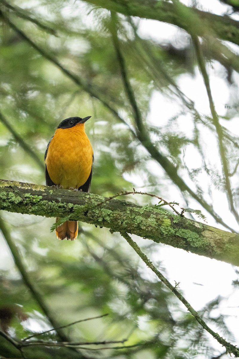 Chorister Robin-Chat - ML644131309
