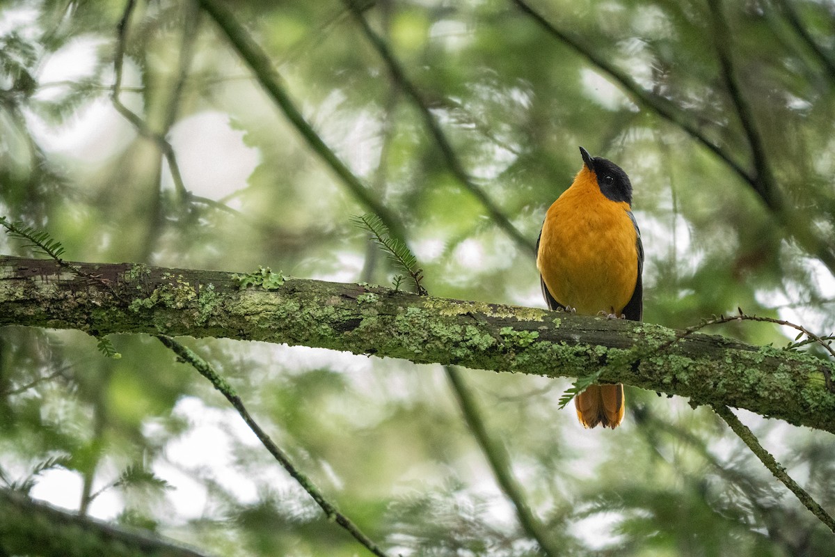 Chorister Robin-Chat - ML644131311