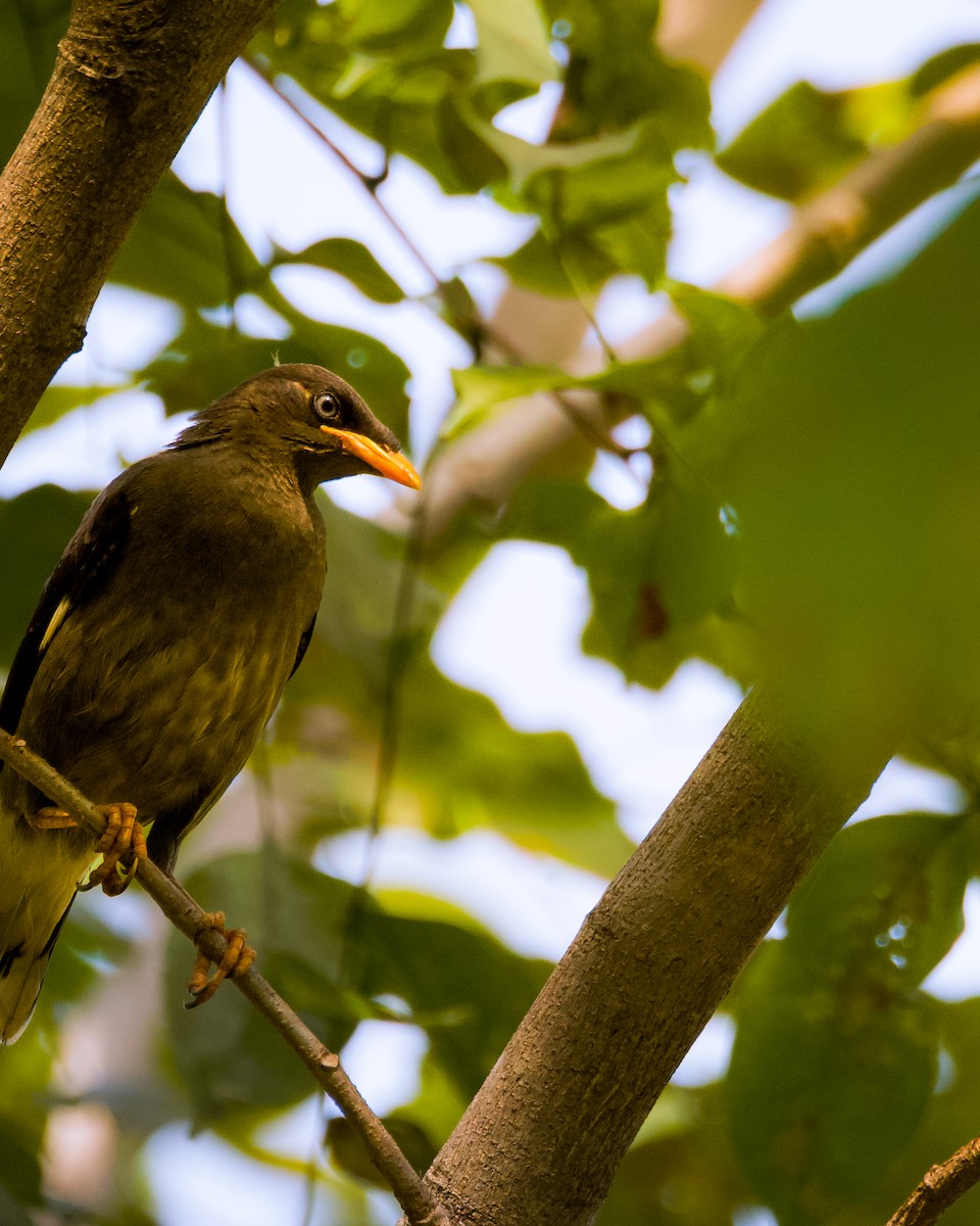 白尾八哥 - ML644131327