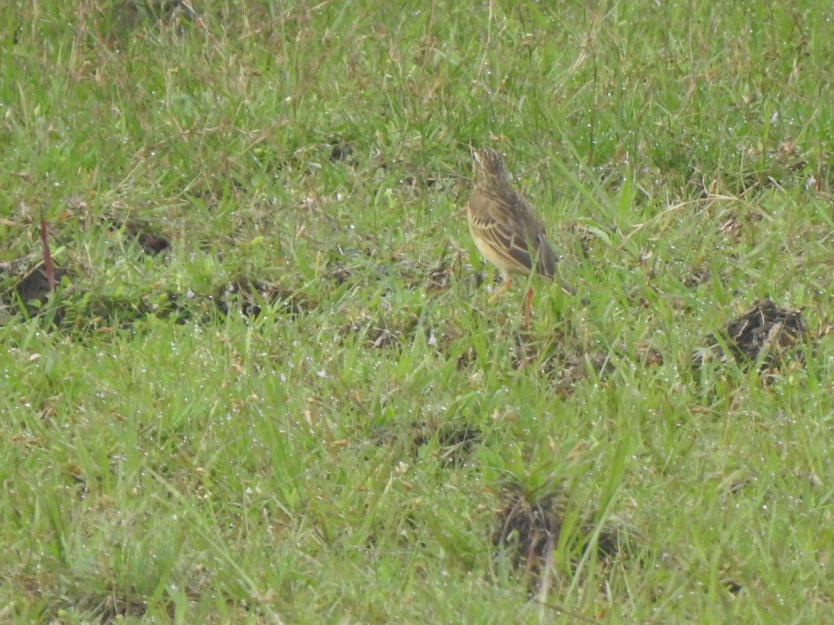 Blyth's Pipit - ML644131330