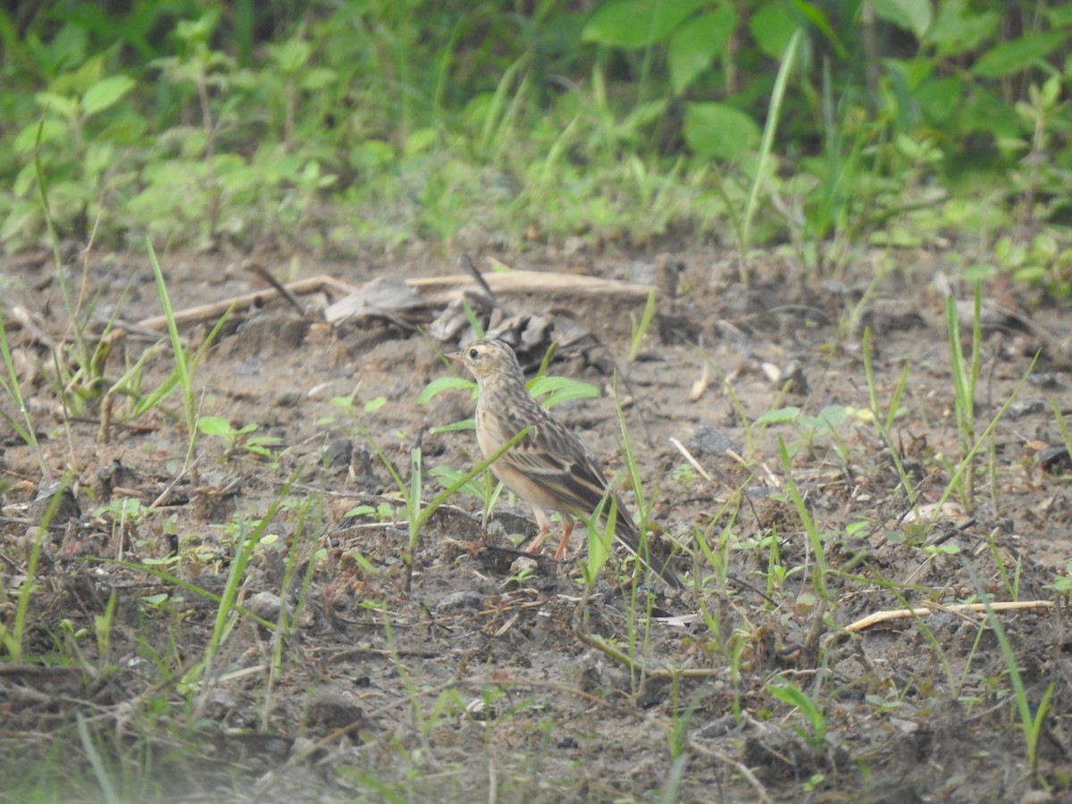 Blyth's Pipit - ML644131331