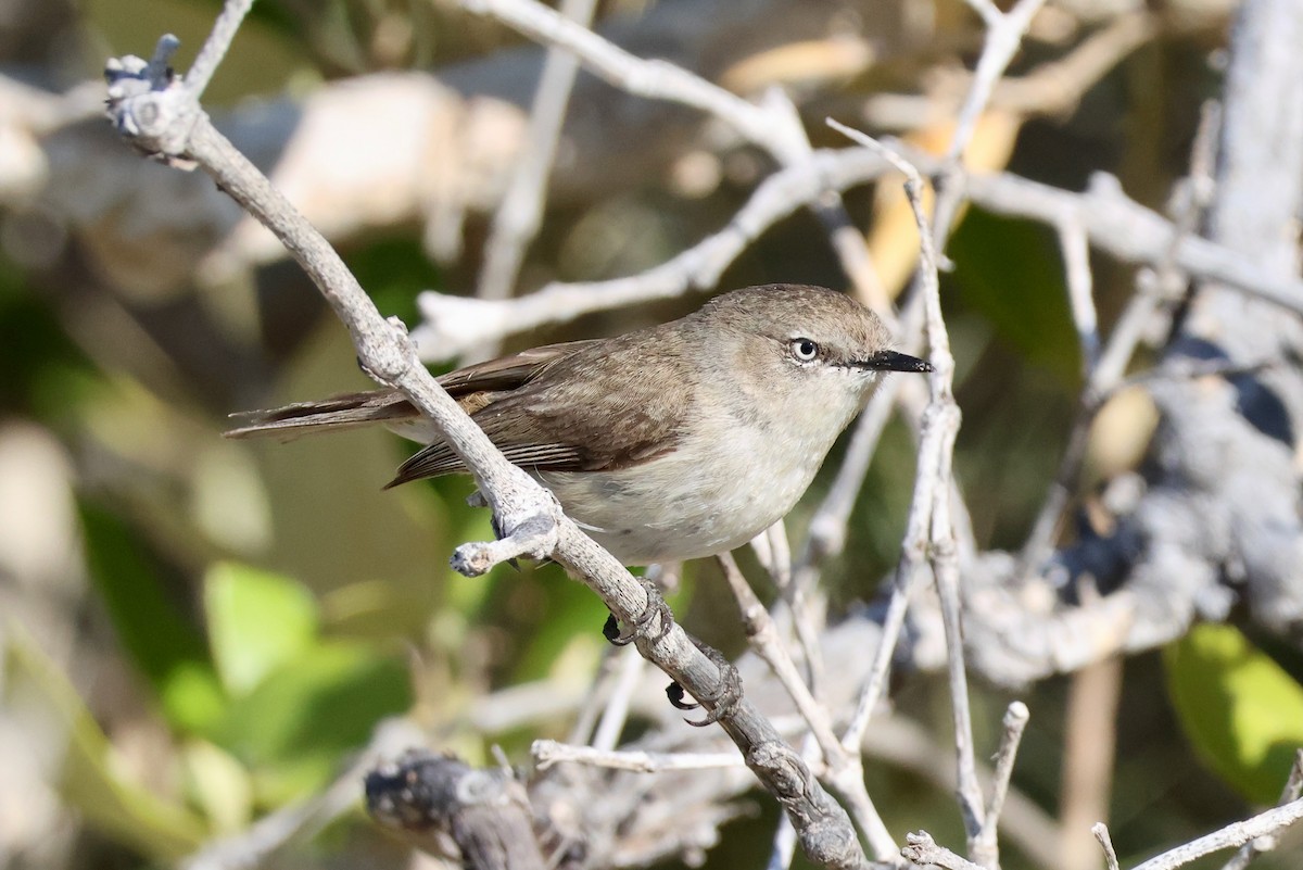 Dusky Gerygone - ML644131336