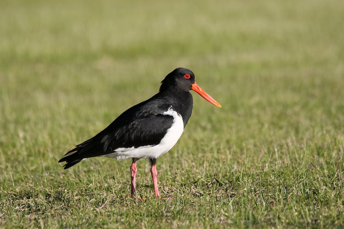 Pied Oystercatcher - ML644131337