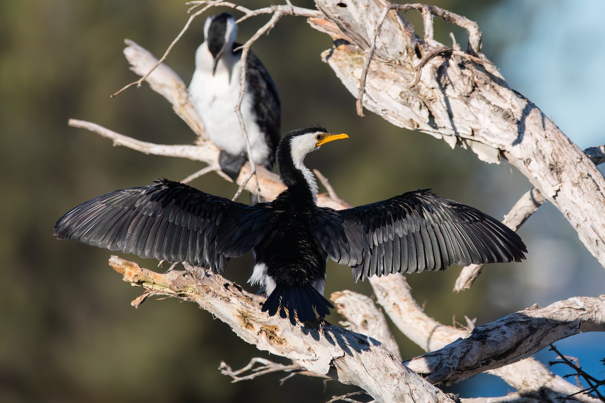 Little Pied Cormorant - ML644131341