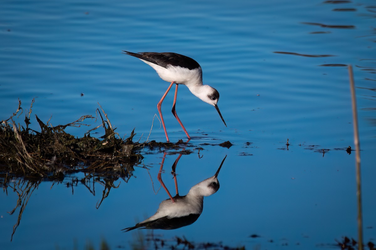Pied Stilt - ML644131343