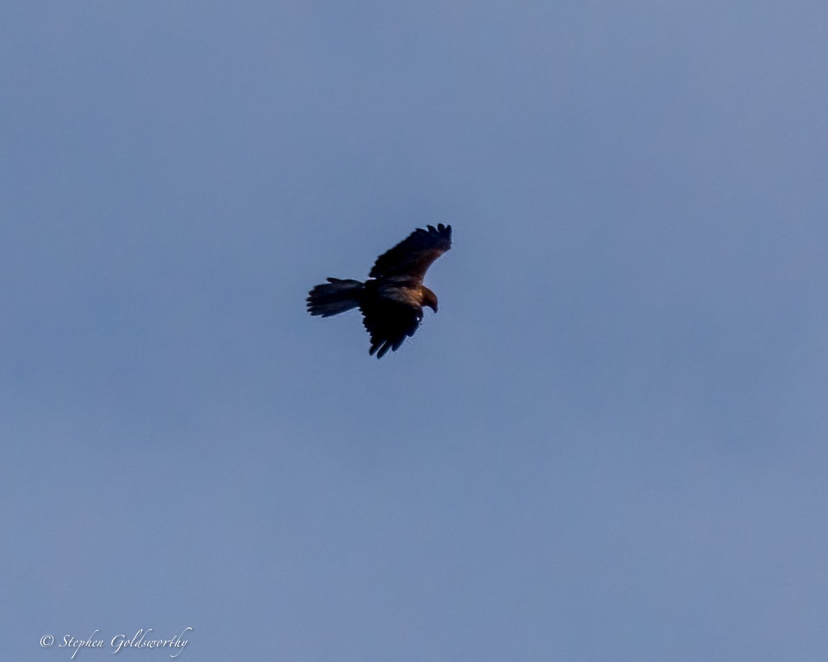 Whistling Kite - ML644131346