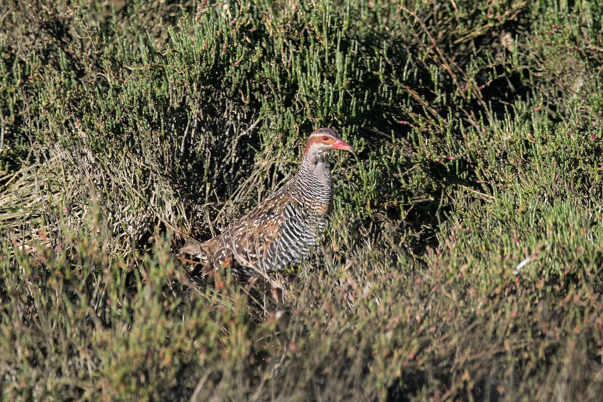 Buff-banded Rail - ML644131347