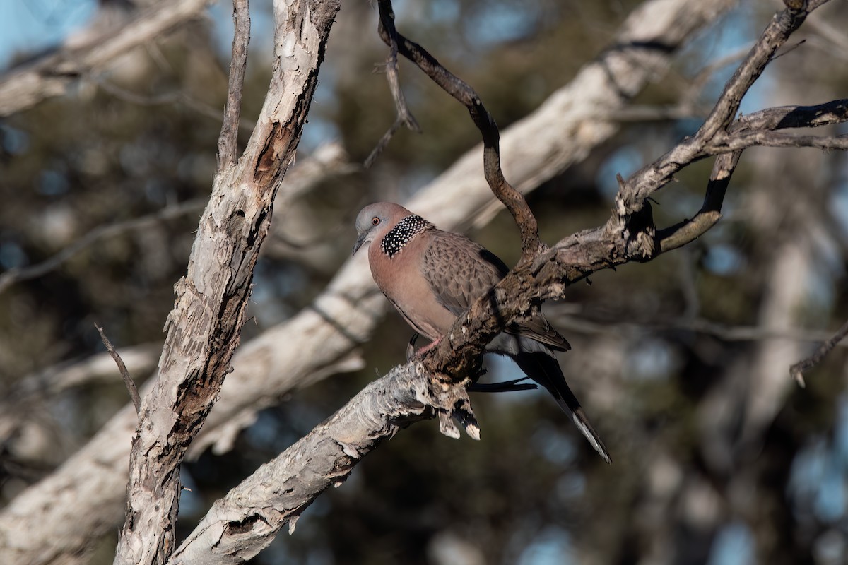 Spotted Dove - ML644131358