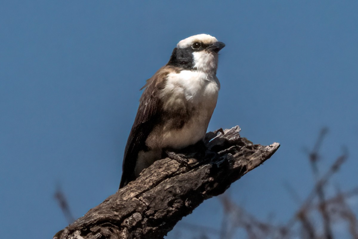 White-rumped Shrike - ML644131360