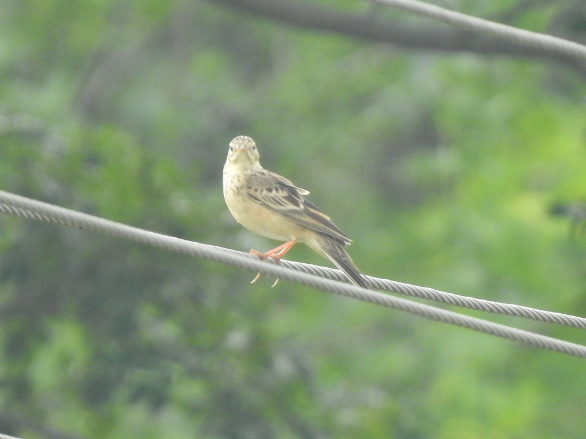 Blyth's Pipit - ML644131368