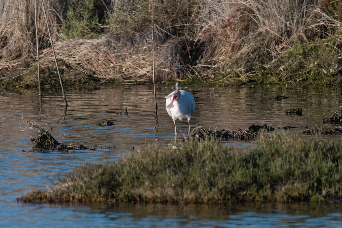 Yellow-billed Spoonbill - ML644131369