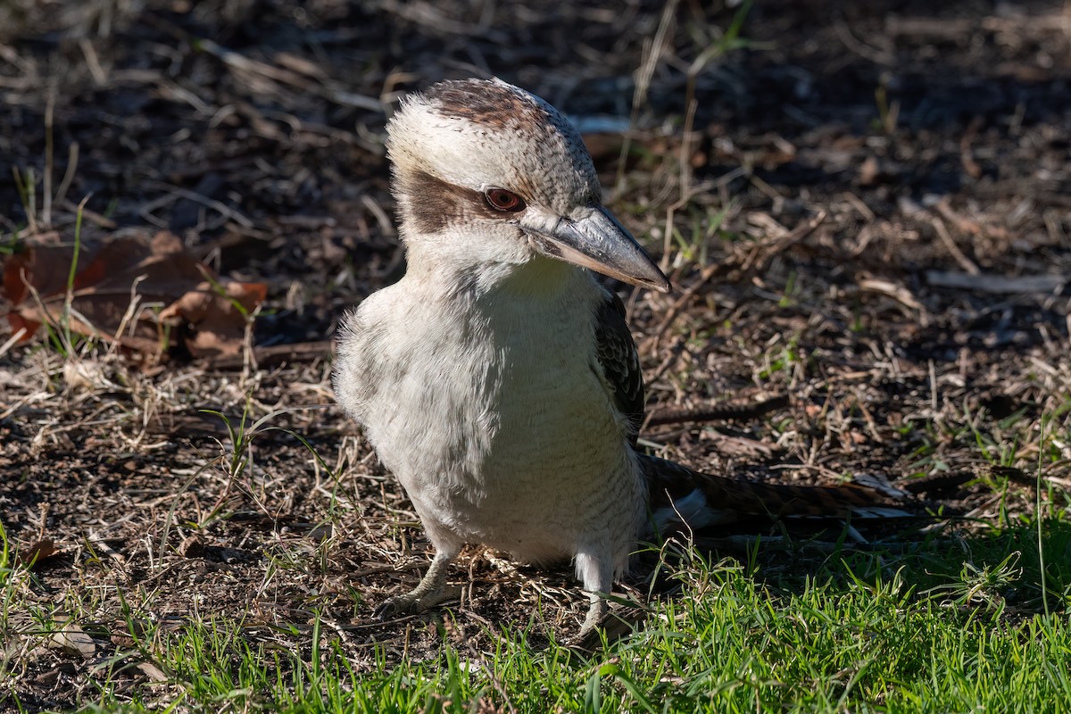 Laughing Kookaburra - ML644131389