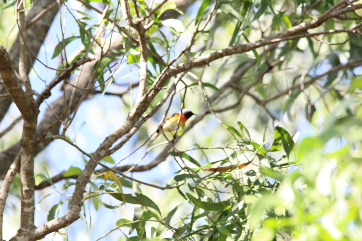 Small Minivet - ML644131403