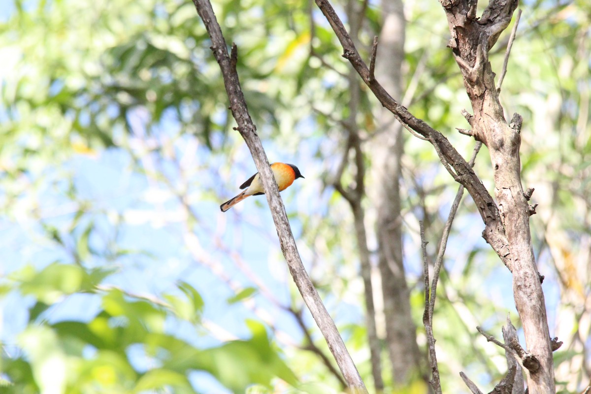 Small Minivet - ML644131404