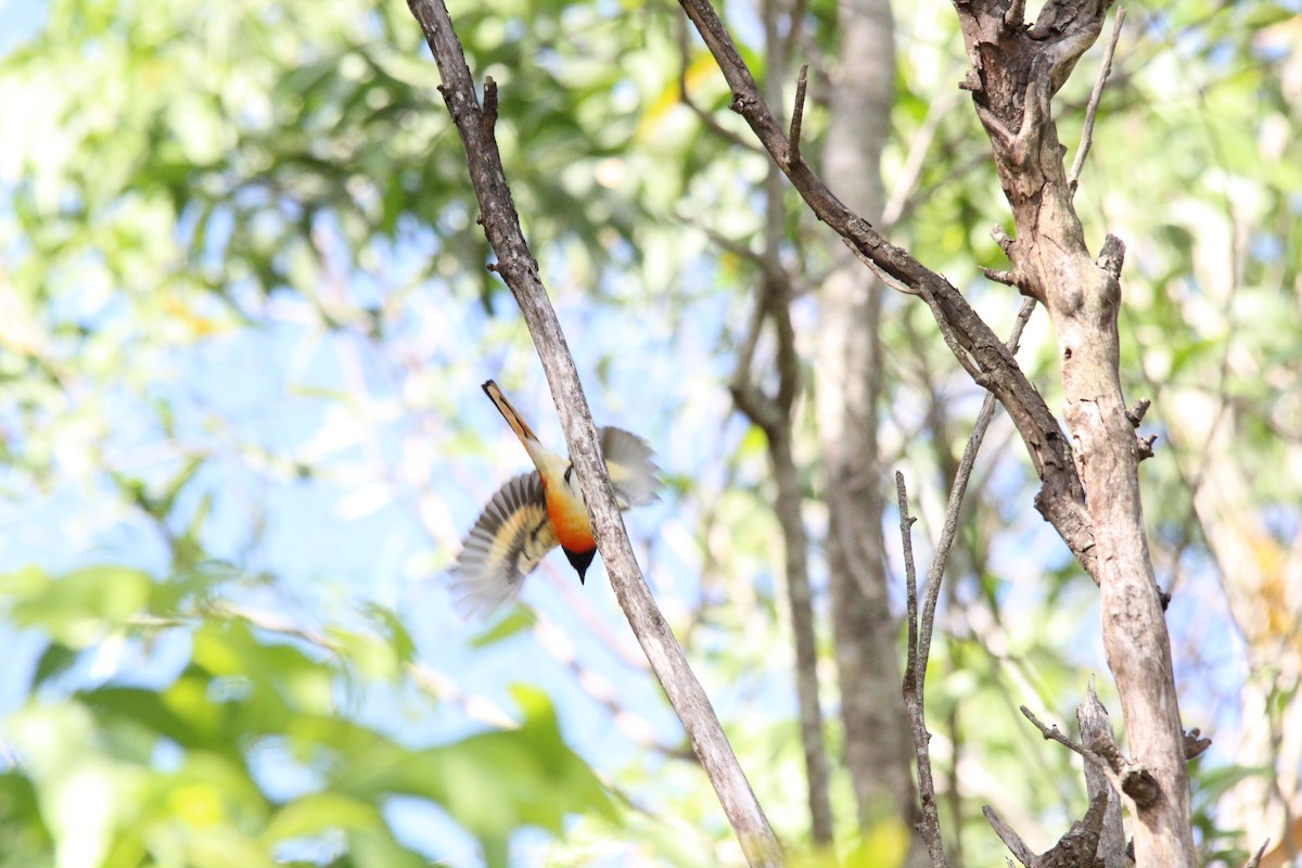 Small Minivet - ML644131405
