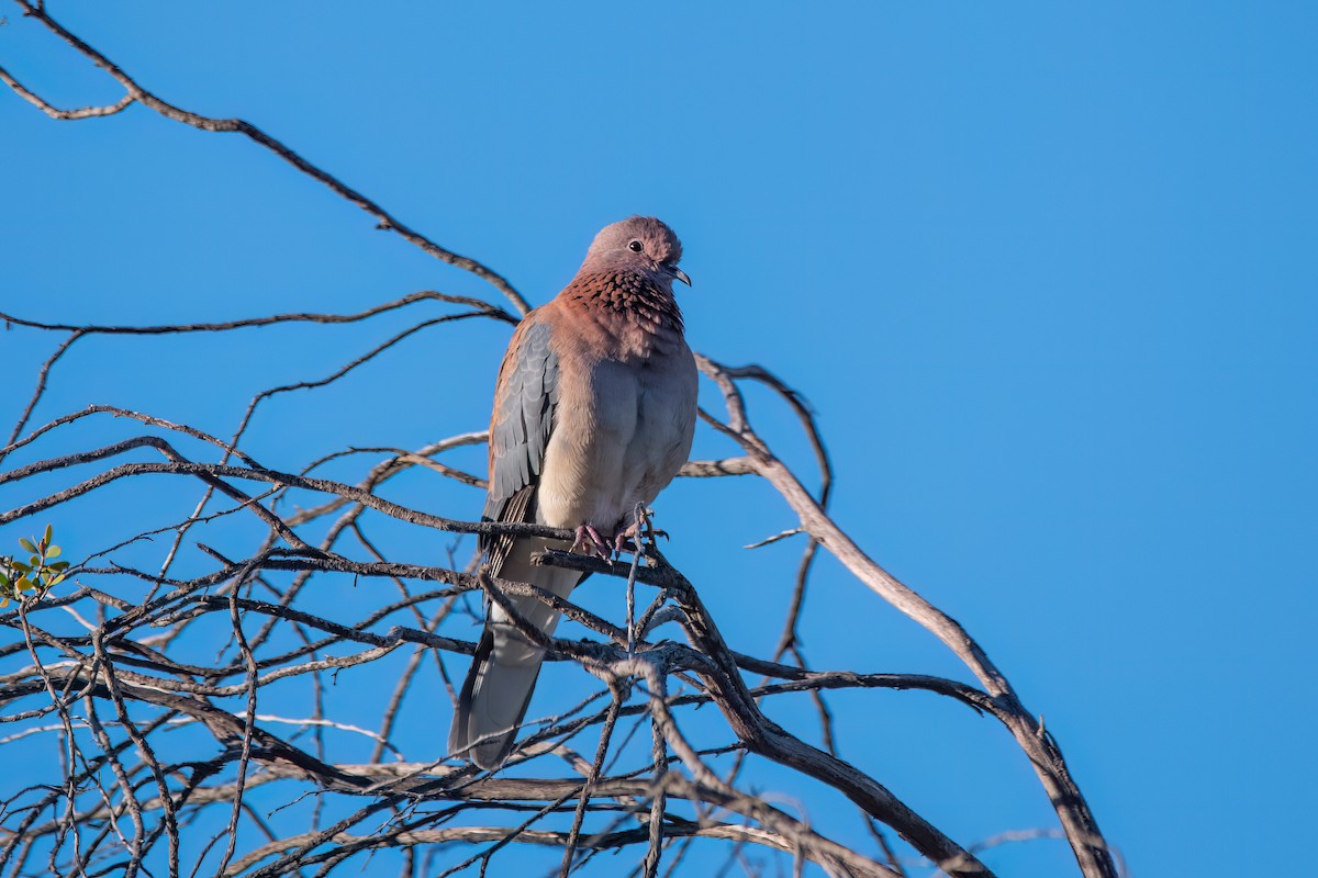 Өөдсөн хүүрзгэнэ - ML644131406