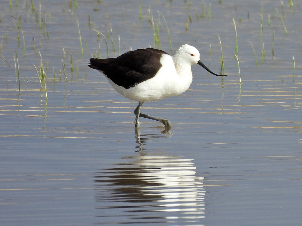 Чоботар гірський - ML644131413