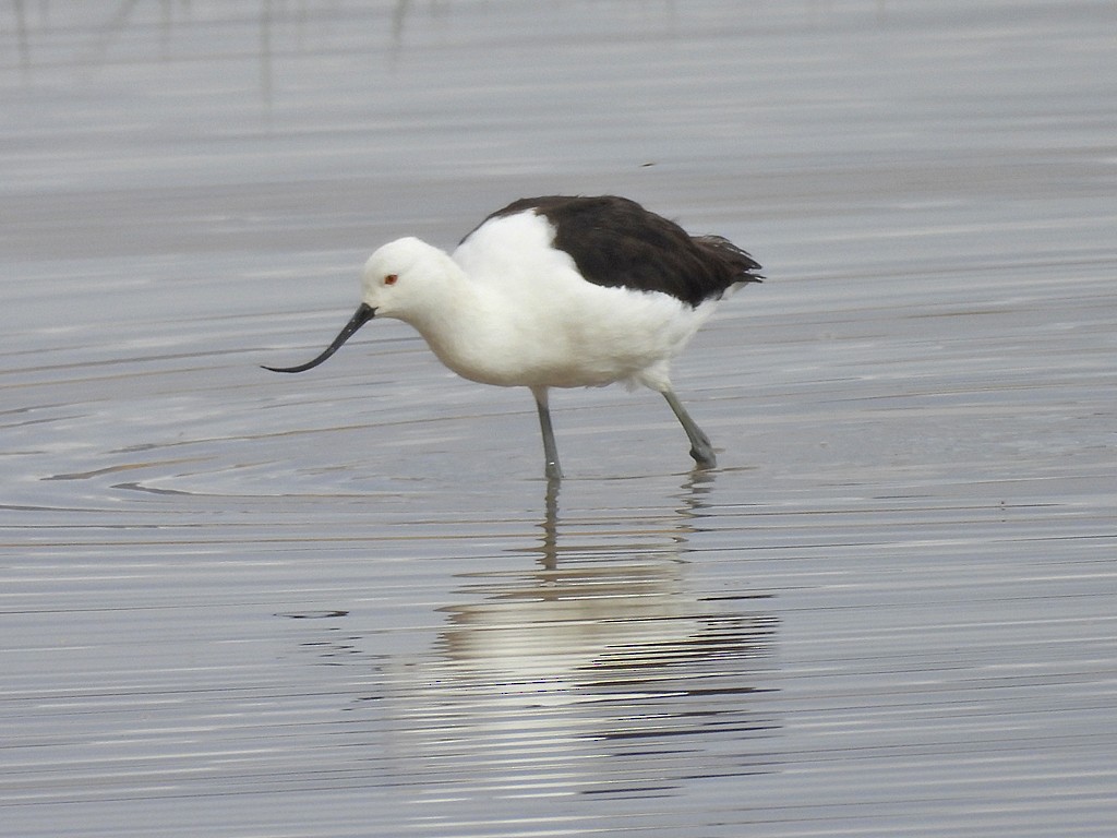 Чоботар гірський - ML644131414