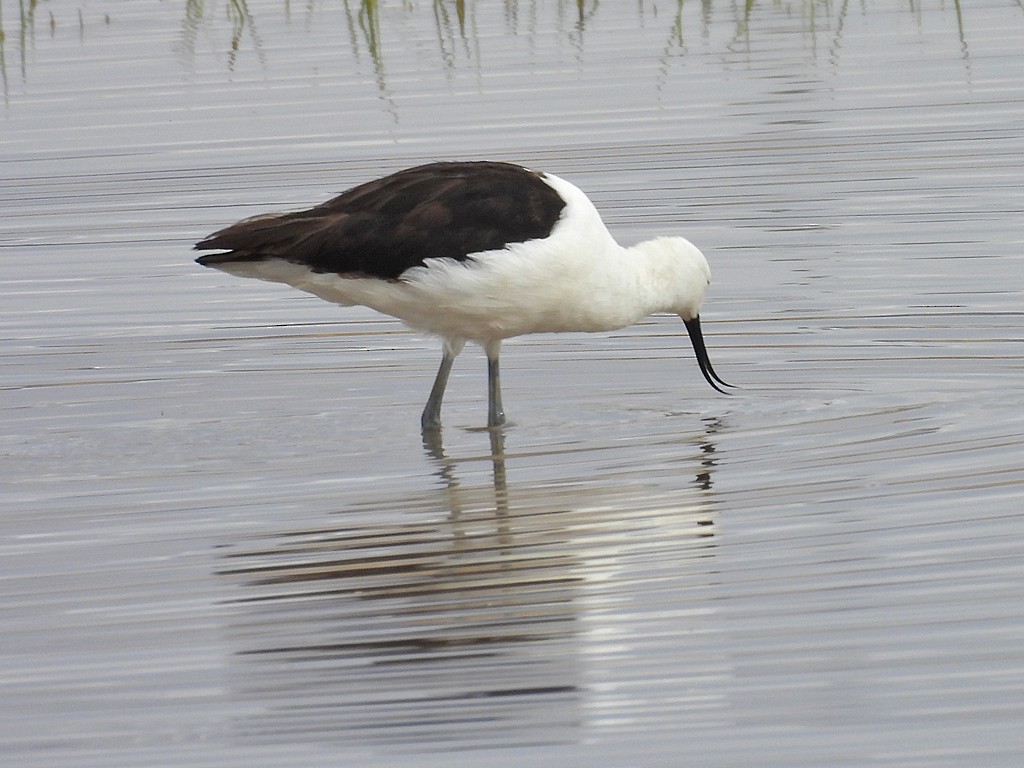 Чоботар гірський - ML644131415