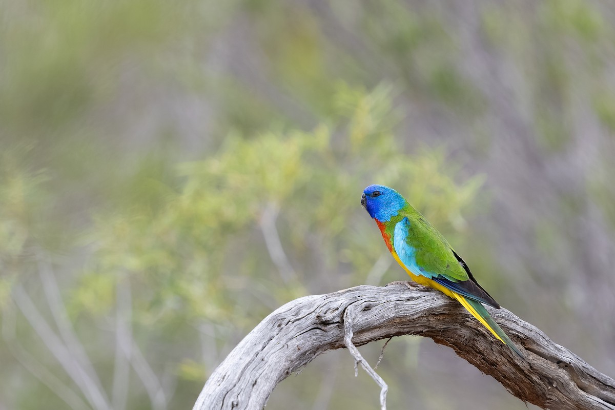 Scarlet-chested Parrot - ML644131429