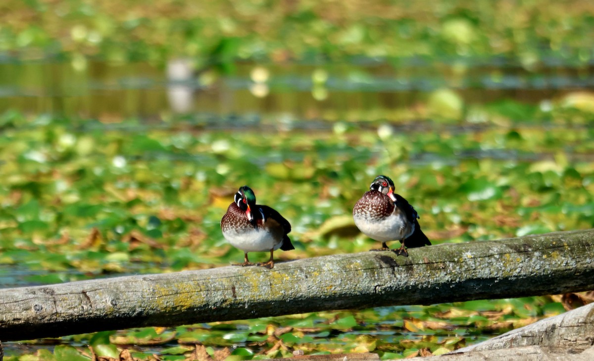 Wood Duck - ML644131431