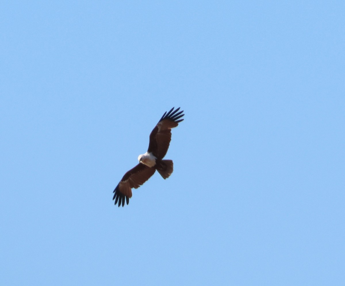 Brahminy Kite - ML644131432
