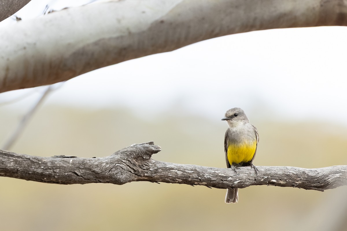 Western Yellow Robin - ML644131435
