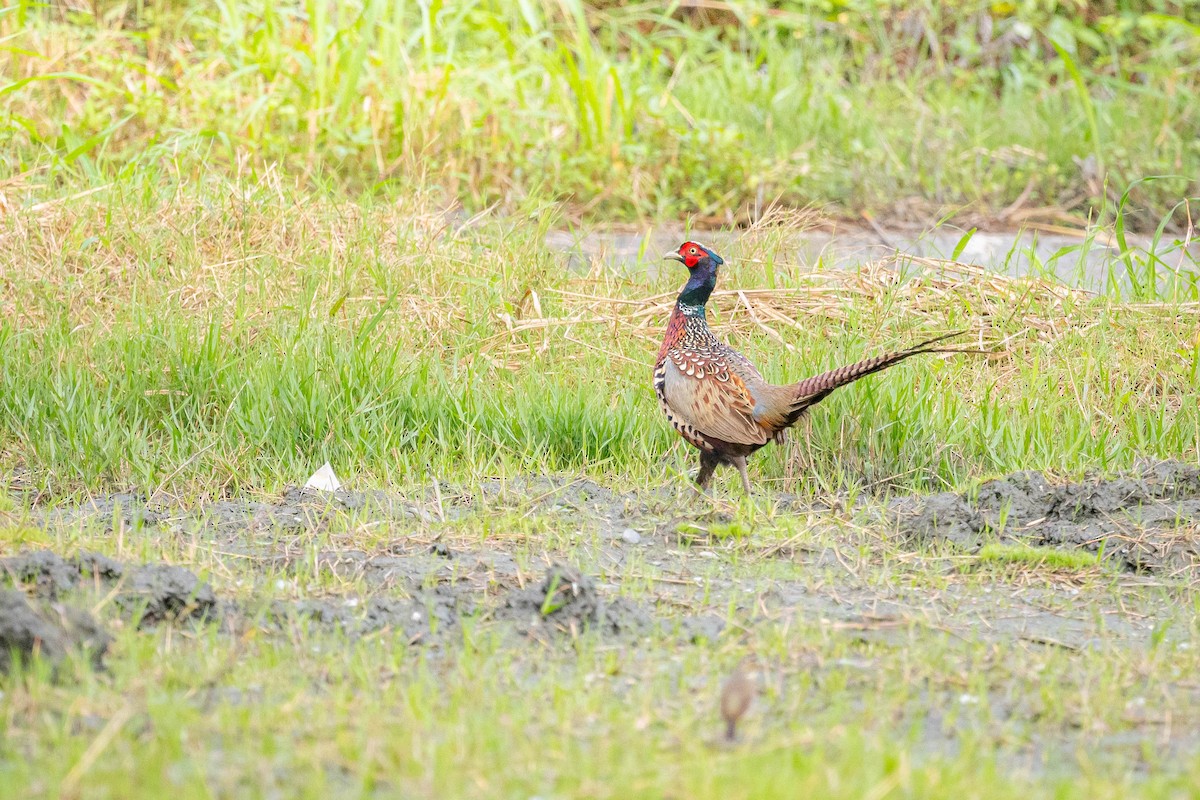 Ring-necked Pheasant - ML644131436
