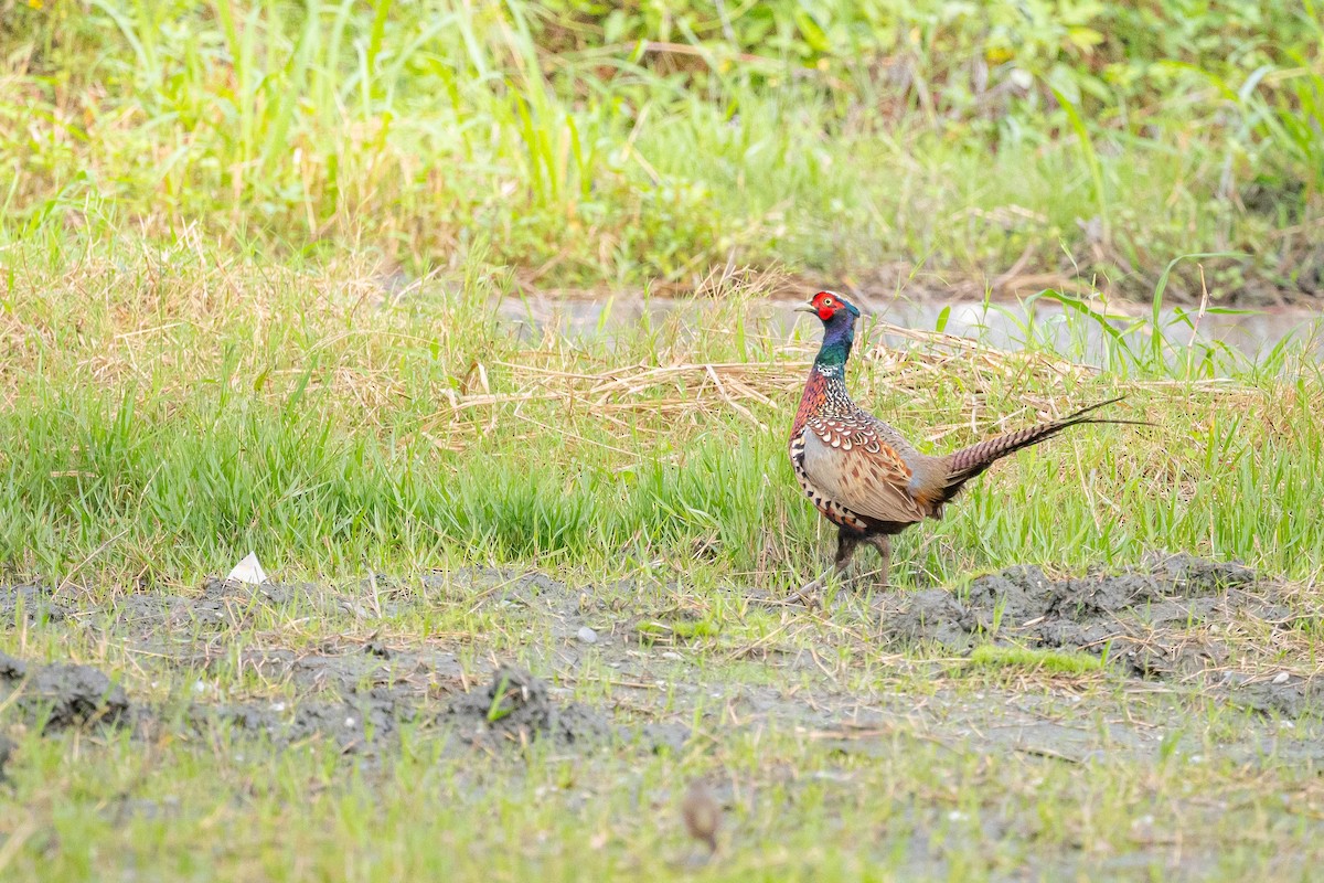 Ring-necked Pheasant - ML644131437