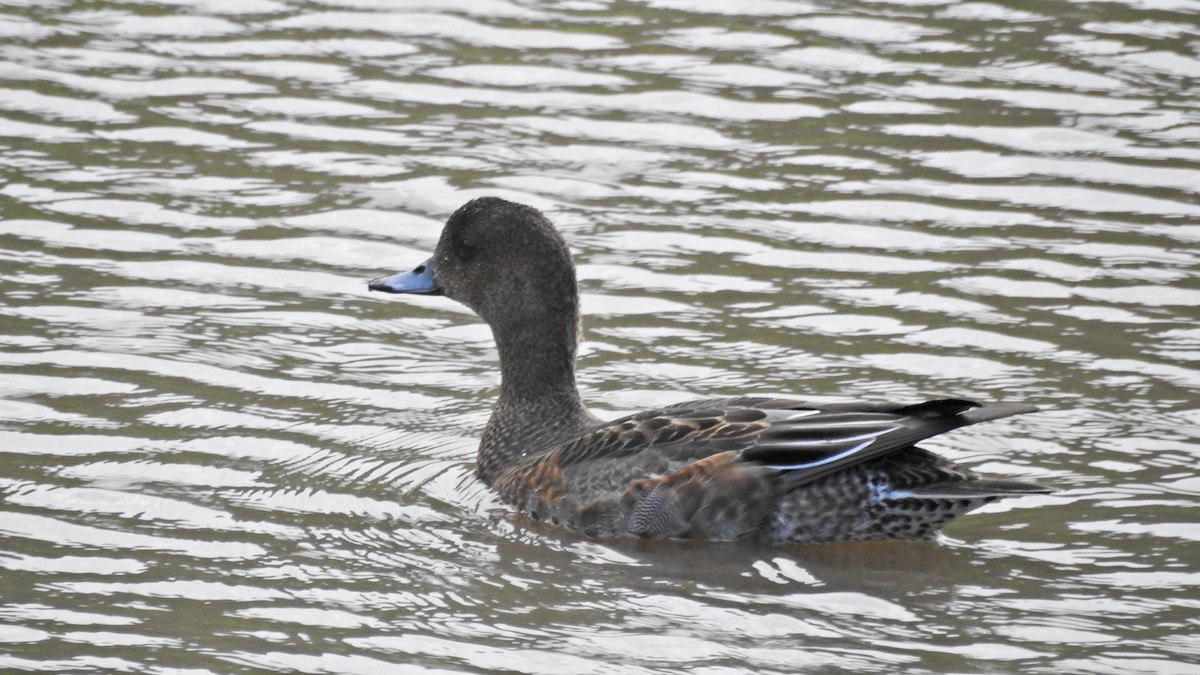 Eurasian Wigeon - ML644131438